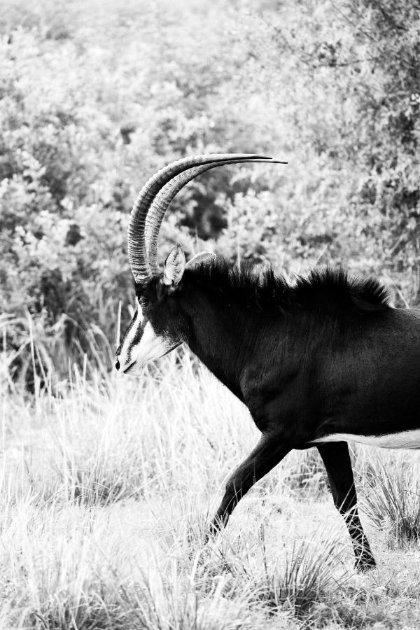 Letamo At Qwabi Private Game Reserve By Newmark Bela-Bela Extérieur photo