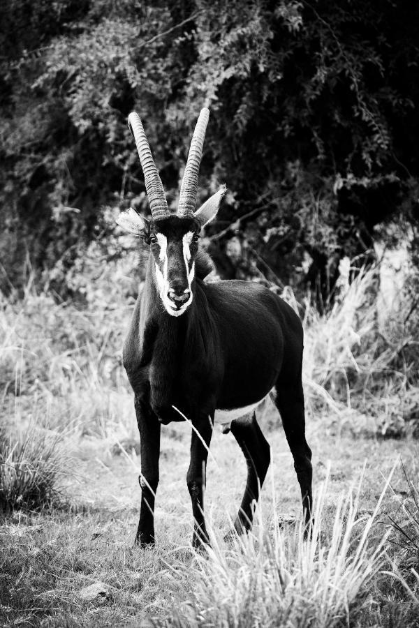 Letamo At Qwabi Private Game Reserve By Newmark Bela-Bela Extérieur photo