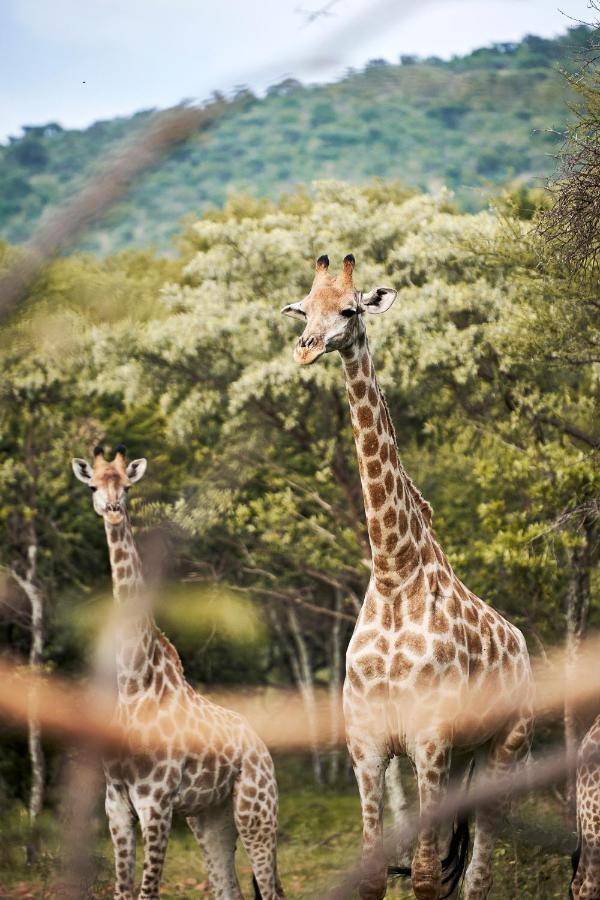 Letamo At Qwabi Private Game Reserve By Newmark Bela-Bela Extérieur photo