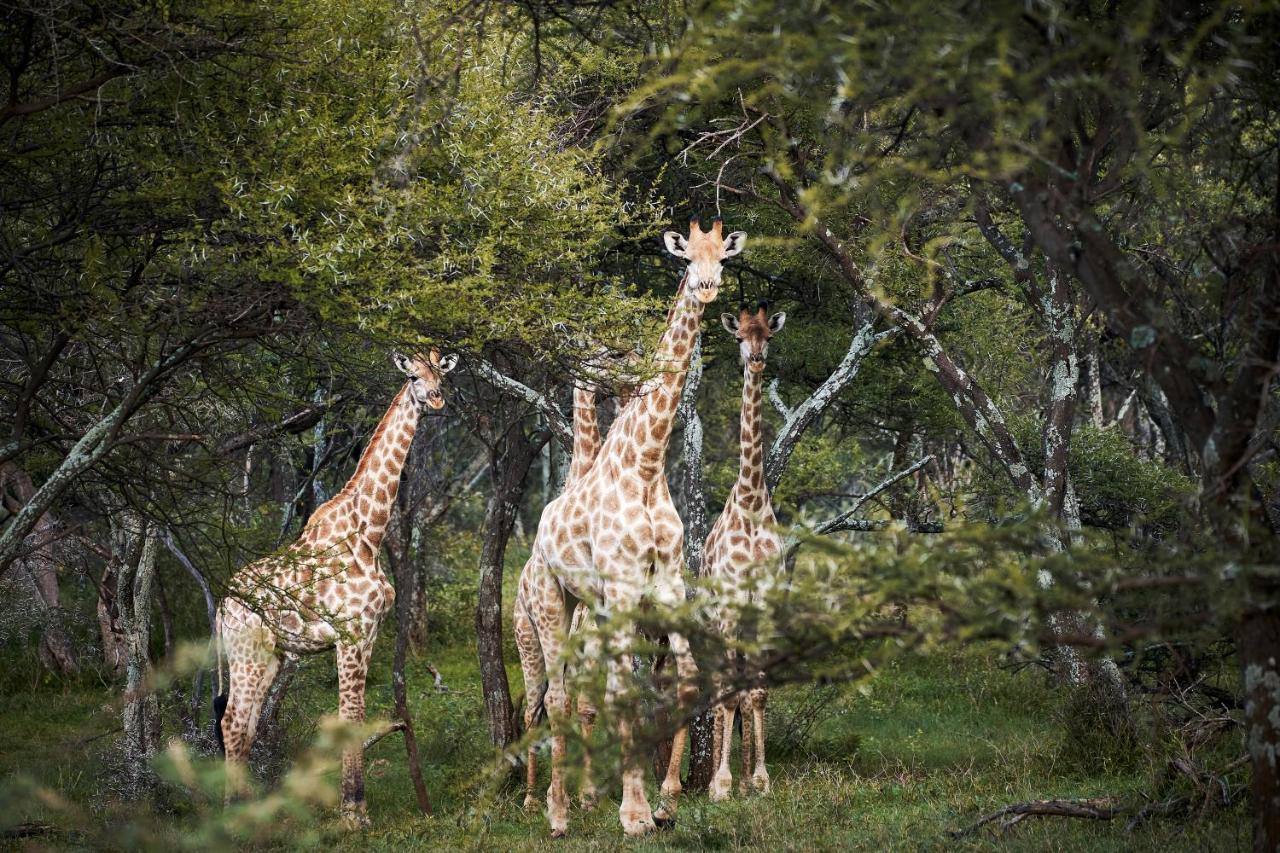 Letamo At Qwabi Private Game Reserve By Newmark Bela-Bela Extérieur photo