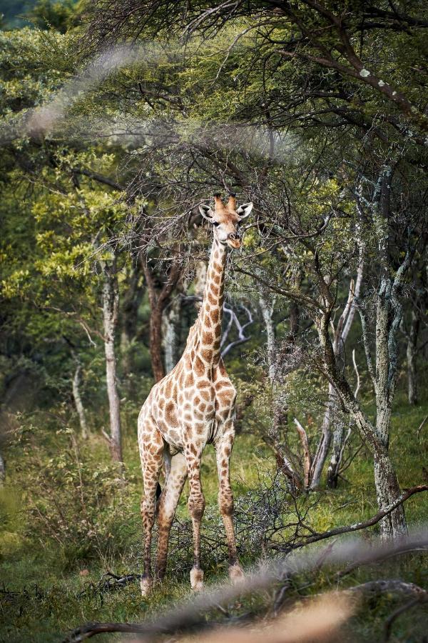 Letamo At Qwabi Private Game Reserve By Newmark Bela-Bela Extérieur photo